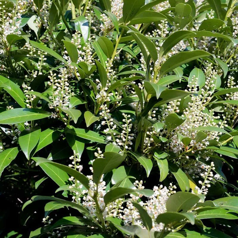 Prunus laurocerasus - laurowiśnia